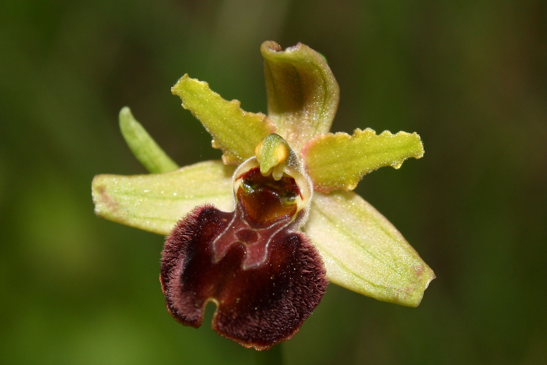 Ophrys sphegodes da determinare-1